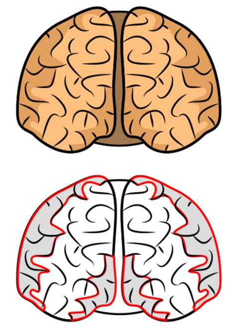 20 Easy Brain Drawing Ideas How To Draw A Brain Blitsy