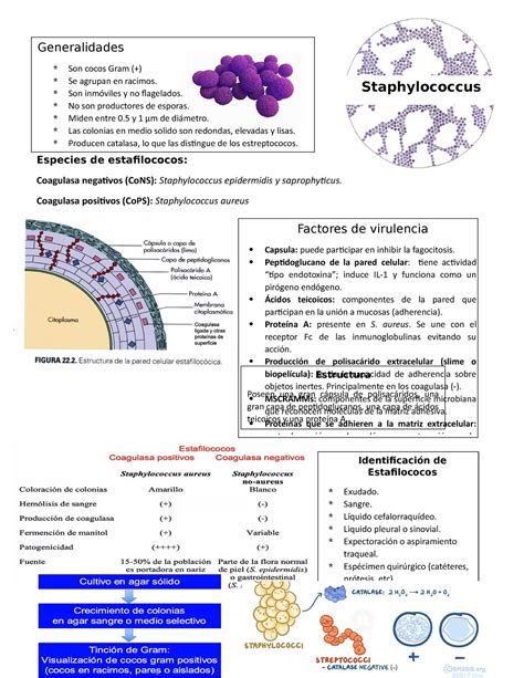 Staphylococcus Aureus Apuntes Y Resumen Del Libro Especies De