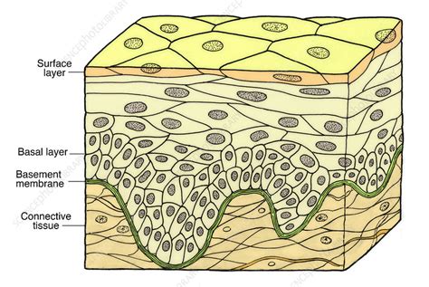 Stratified Squamous Epithelium Stock Image F Science