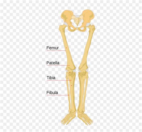 From wikimedia commons, the free media repository. Leg Bones Diagram Diagram Schematic Ideas