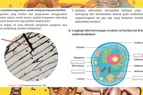 Struktur Sel Jaringan Sklerenkim Dan Komponen Mikroskop Biologi Kelas