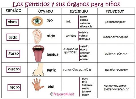 Imagen Relacionada Los Sentidos Para Niños Organos De Los Sentidos