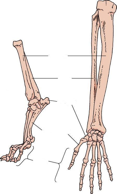 Dog leg anatomy is complex, especially dog knees, which are found on the hind legs. Canine Skeletal System | Quiz