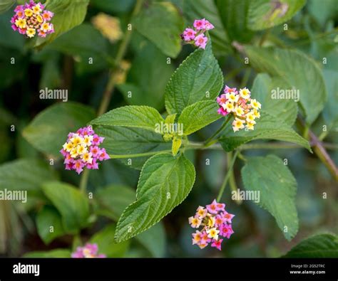 Lantana Lantana Camara Invasive Weed In Australia Smothers Native