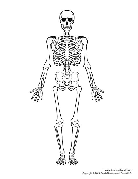 Printable Human Skeleton Diagram Labeled Unlabeled And Blank