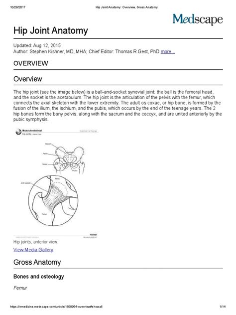 Hip Joint Anatomy Overview Gross Anatomy Pdf Hip Pelvis