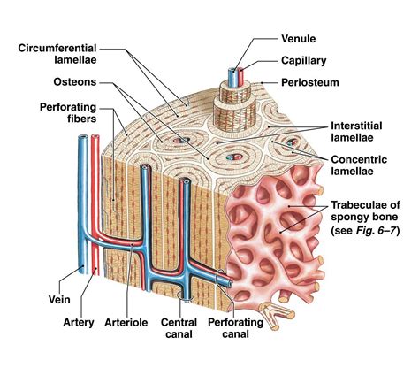 Label The Bone Diagram