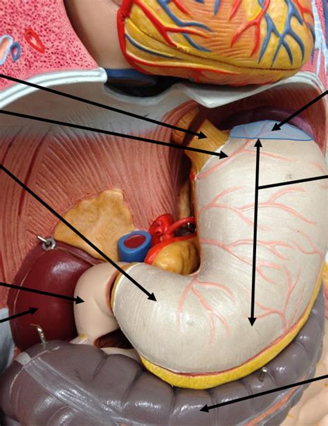 Abdominal Cavity Diagram Quizlet