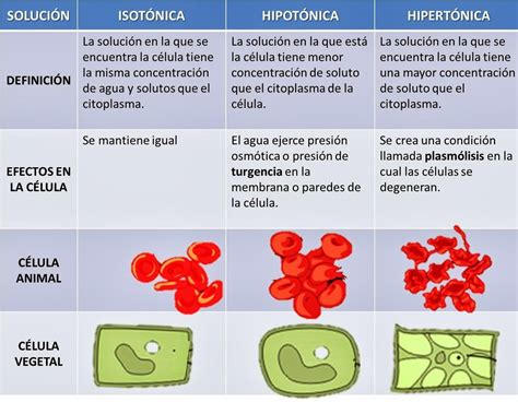 Elabora Un Cuadro Comparativo Con Los Tipos Del Proceso De ósmosis