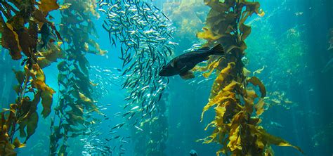 Auscape/uig via getty images) rather than swim through the ocean like most of our fishy friends, this cool creature prefers to walk along the seafloor! DNA left by ocean animals provides a rare glimpse of ...