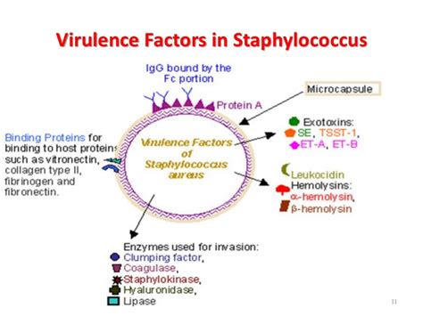 Bacterias Actuaciencia Marzo 2018