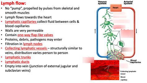 Schematic Diagram Of Directional Flow Of Lymphatic System Ly