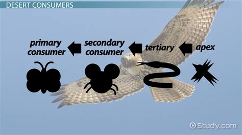 Desert Food Chain Examples What Is A Desert Biome Food Chain