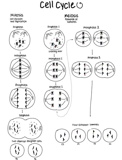 Meiosis Coloring Worksheet