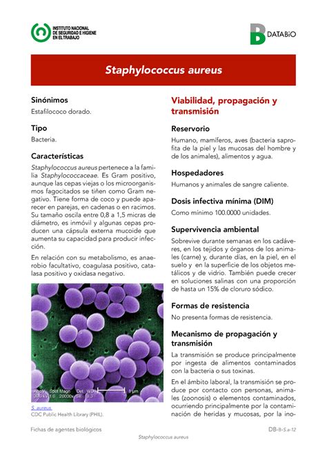 Staphylococcus aureus y sus compañeros Biología Molecular UVAQ