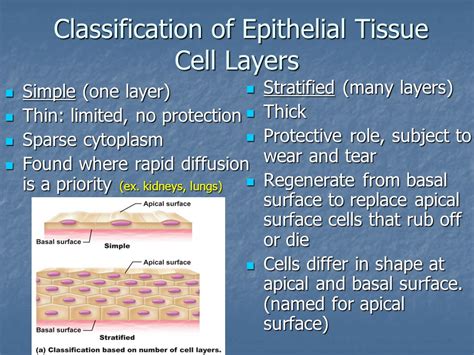 Tissues Introduction Epithelial Tissue Classification Glands Ppt