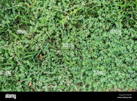 Euphorbia Prostrata A Milky Invasive Weed Very Undesirable Mixed With