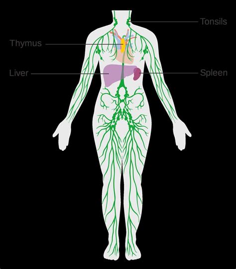 Chart Of Lymph Nodes In Human Body