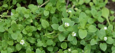 13 Common Lawn Weeds In Australia Identification And Removal Tips