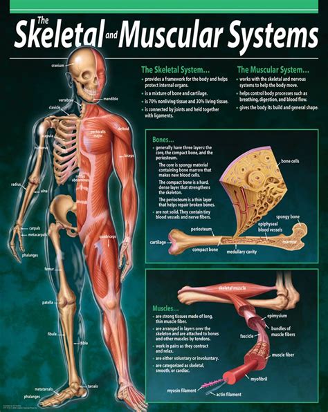 Muscular System Chart