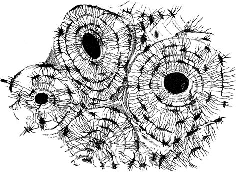 Transverse Section Of Compact Bone Clipart Etc