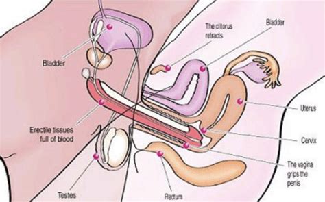 Sexual Intercourse Penis In The Vagina Samhermes