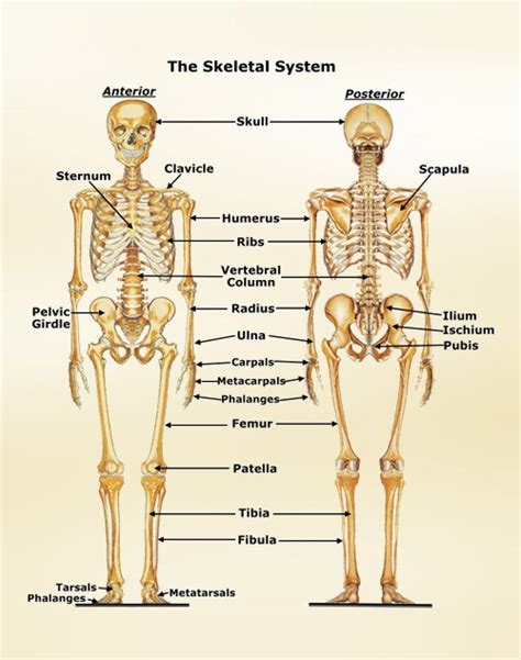 Anatomi Fisiologi SISTEM SKELETON