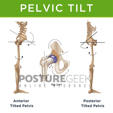 Pelvic Tilt All You Need To Know