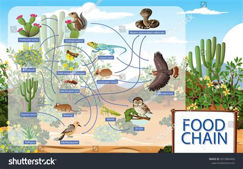 Pentru Desert Food Chain Sunt 5217 Imagini Fotografii De Stoc și