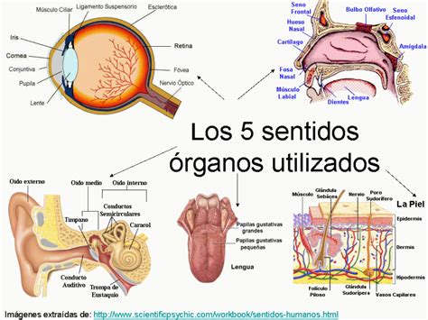 Órganos De Los Sentidos La Función De Relación Ámbito Científico