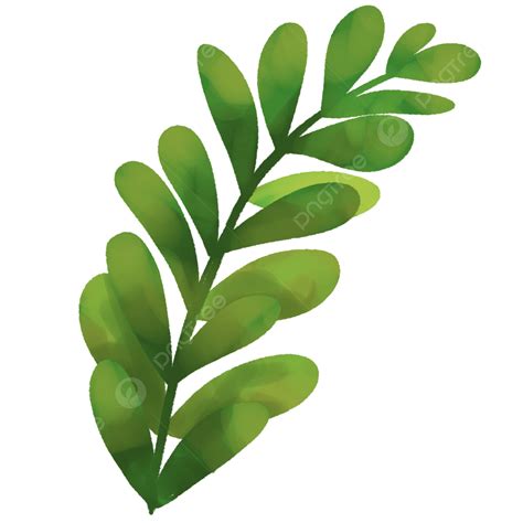 Hojas Verdes PNG Dibujos Hoja Planta Tropical Planta PNG Y PSD Para