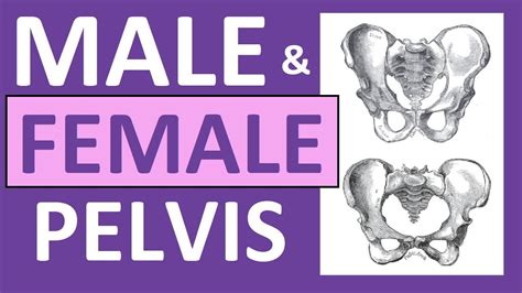 Male Vs Female Pelvis Differences Anatomy Skeleton Shape YouTube