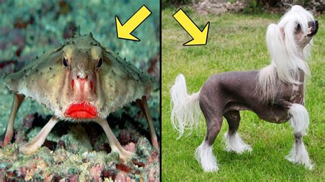 सबसे अजीब दिखने वाले जानवर The Worlds 10 Most Strange Animals