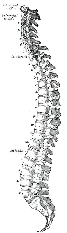 Anatomy Back Vertebral Column Article