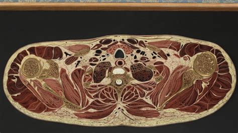 An example of this is a box beam that consists of two rectangular sections, as shown below. These Intricate Anatomy Cross Sections Are Made From Old ...