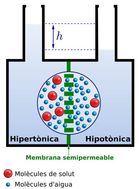 Presión Osmótica Y ósmosis Inversa Fuentes De Agua
