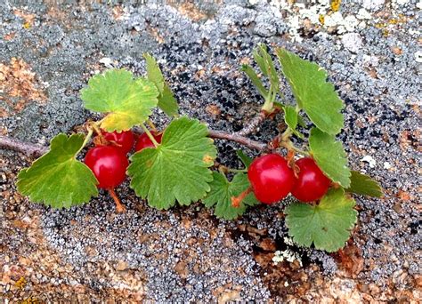 And also make sure you consult with your doctor before you consume anything because it make interfere with your medications. Rocky Mountain Bushcraft: Rocky Mountain Edible Plant ...