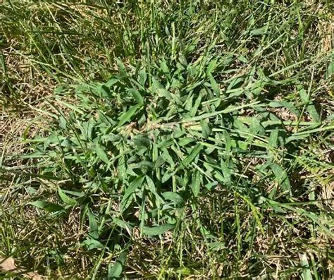 11 Types Of Invasive Grasses In Your Lawn And How To Remove