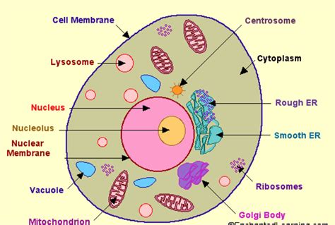 Plant Cell Explanation Class 9 Diagrame Of Plant Cell And Animal Cell