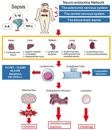 Sepsis Pathophysiology Diagram