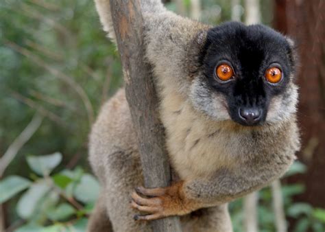 Weshalb kommen lemuren ausschließlich auf madagaskar vor? lemur, Primate, Madagascar, 6 Wallpapers HD / Desktop and ...