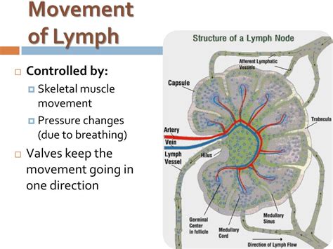 Ppt Lymphatic Immune System Powerpoint Presentation Free Download