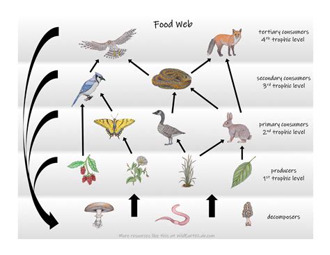 Food Chain And Food Webs Explained