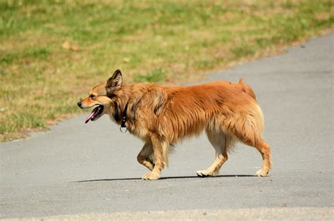 Dogs Free Stock Photo Public Domain Pictures