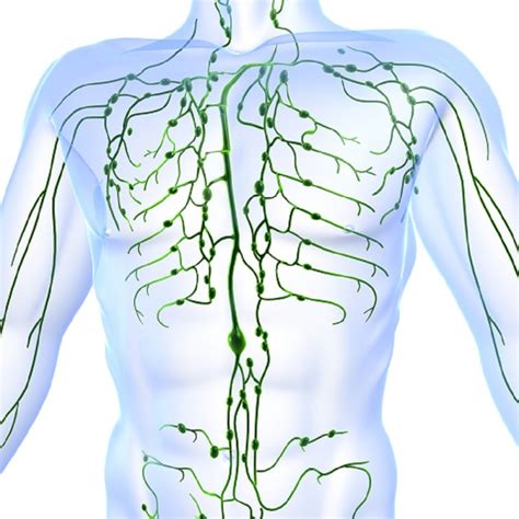 Advanced Lymphatic Drainage