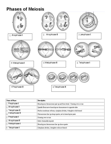 Stages Of Meiosis Worksheets