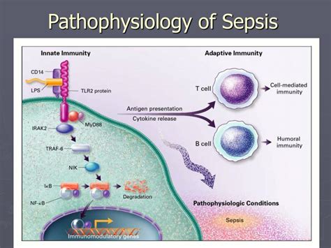 Ppt Sepsis Pathophysiology And Treatment Powerpoint Presentation