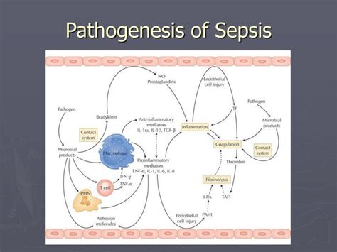 Ppt Sepsis Pathophysiology And Treatment Powerpoint Presentation