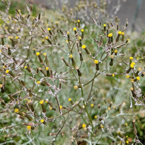 Cotton Fireweed Senecio Quadridentatus Weeds Of Melbourne