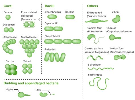 Bacteriolog A Concise Medical Knowledge